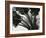 Kelp, c. 1965-Brett Weston-Framed Photographic Print