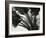 Kelp, c. 1965-Brett Weston-Framed Photographic Print