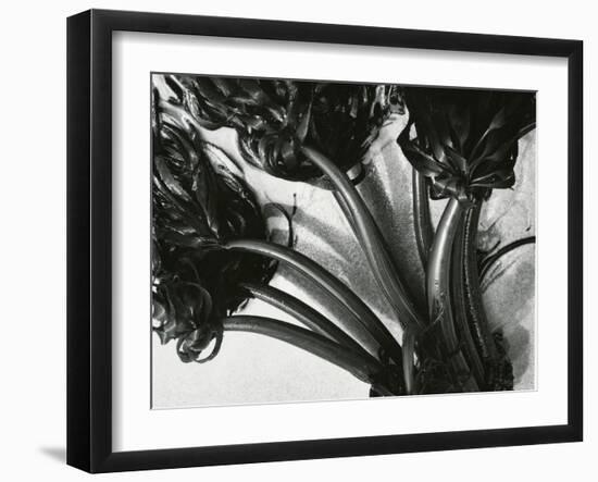 Kelp, c. 1965-Brett Weston-Framed Photographic Print