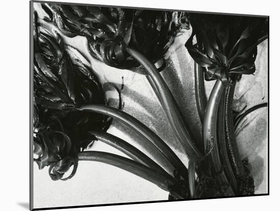 Kelp, c. 1965-Brett Weston-Mounted Photographic Print