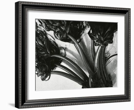 Kelp, c. 1965-Brett Weston-Framed Photographic Print