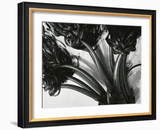Kelp, c. 1965-Brett Weston-Framed Photographic Print