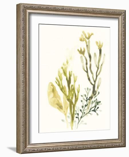 Kelp Collection II-June Vess-Framed Art Print