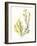 Kelp Collection II-June Vess-Framed Art Print