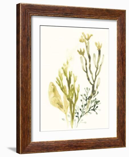 Kelp Collection II-June Vess-Framed Art Print
