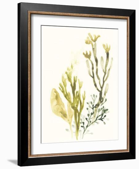 Kelp Collection II-June Vess-Framed Art Print