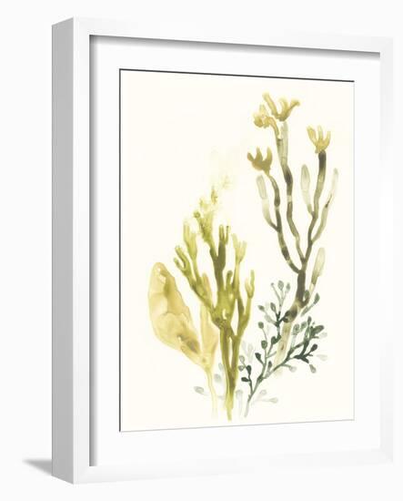 Kelp Collection II-June Vess-Framed Art Print