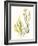 Kelp Collection II-June Vess-Framed Art Print