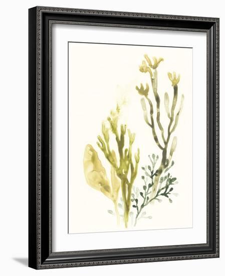 Kelp Collection II-June Vess-Framed Art Print