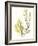 Kelp Collection II-June Vess-Framed Art Print