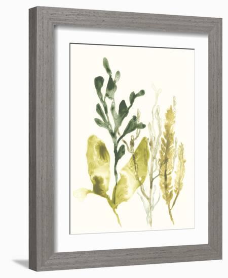 Kelp Collection III-June Vess-Framed Art Print