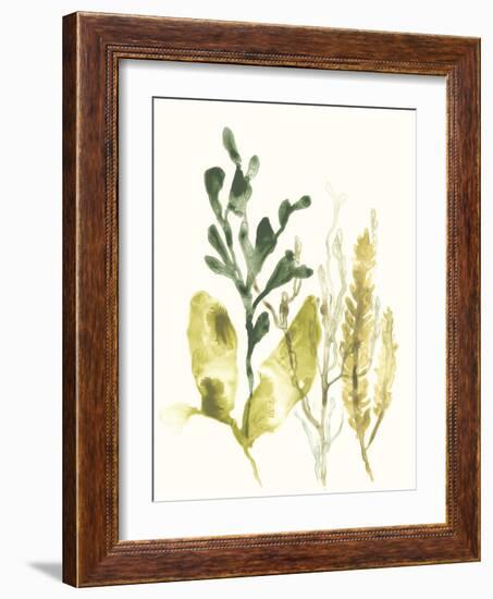 Kelp Collection III-June Vess-Framed Art Print