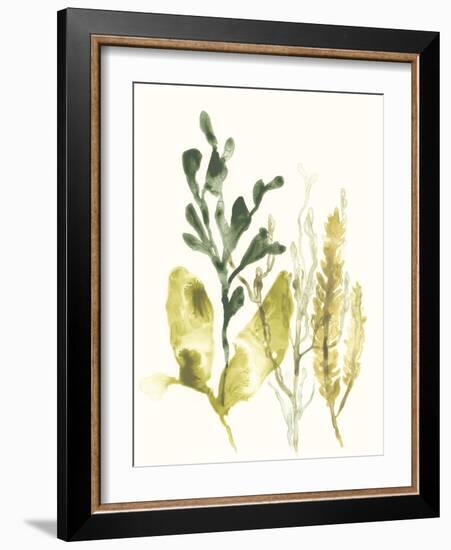 Kelp Collection III-June Vess-Framed Art Print