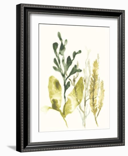 Kelp Collection III-June Vess-Framed Art Print