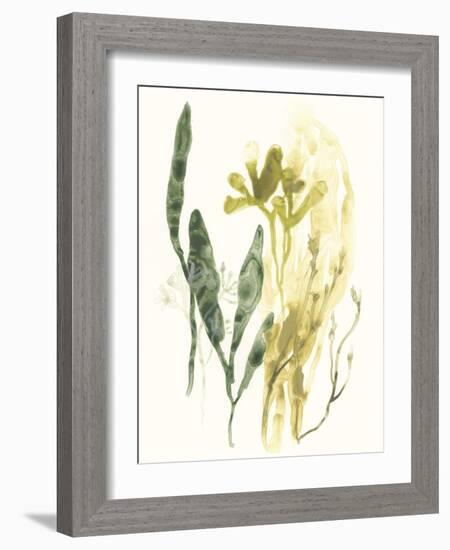 Kelp Collection VI-June Vess-Framed Art Print