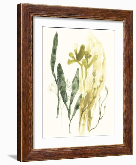 Kelp Collection VI-June Vess-Framed Art Print