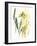 Kelp Collection VI-June Vess-Framed Art Print