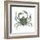 Kelp Crab (Pugettia Producta), Crustaceans-Encyclopaedia Britannica-Framed Art Print