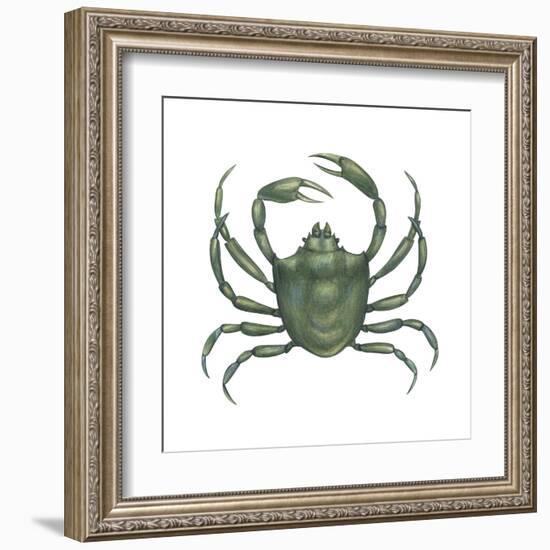 Kelp Crab (Pugettia Producta), Crustaceans-Encyclopaedia Britannica-Framed Art Print