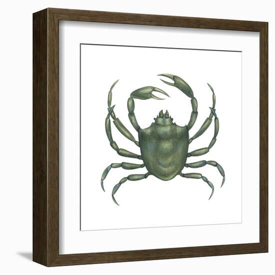 Kelp Crab (Pugettia Producta), Crustaceans-Encyclopaedia Britannica-Framed Art Print