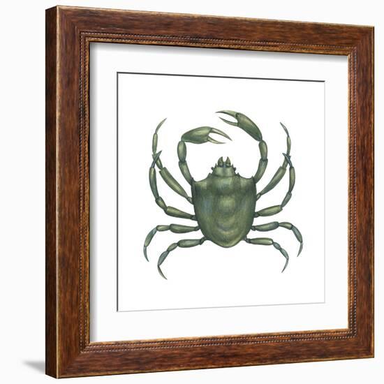 Kelp Crab (Pugettia Producta), Crustaceans-Encyclopaedia Britannica-Framed Art Print