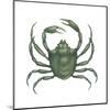 Kelp Crab (Pugettia Producta), Crustaceans-Encyclopaedia Britannica-Mounted Art Print