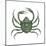 Kelp Crab (Pugettia Producta), Crustaceans-Encyclopaedia Britannica-Mounted Art Print