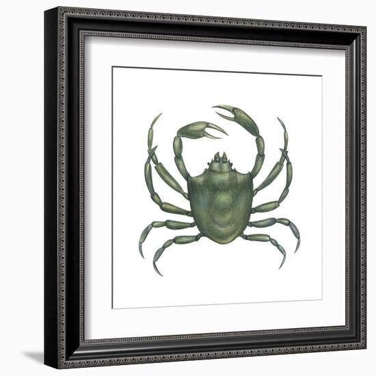 Kelp Crab (Pugettia Producta), Crustaceans-Encyclopaedia Britannica-Framed Art Print