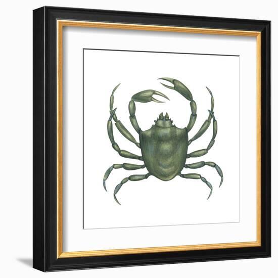 Kelp Crab (Pugettia Producta), Crustaceans-Encyclopaedia Britannica-Framed Art Print