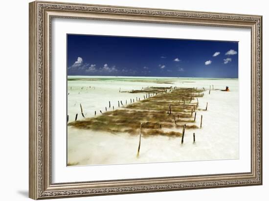 Kelp Farming, Zanzibar-Tony Camacho-Framed Photographic Print