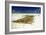 Kelp Farming, Zanzibar-Tony Camacho-Framed Photographic Print