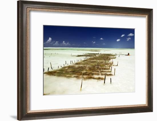 Kelp Farming, Zanzibar-Tony Camacho-Framed Photographic Print