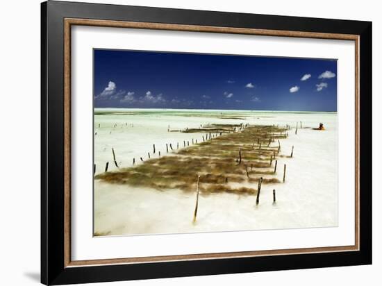 Kelp Farming, Zanzibar-Tony Camacho-Framed Photographic Print