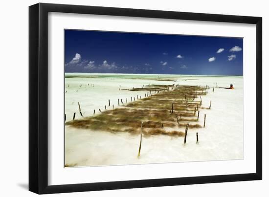 Kelp Farming, Zanzibar-Tony Camacho-Framed Photographic Print