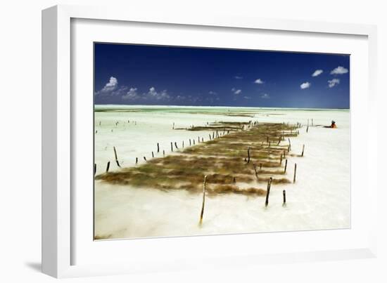 Kelp Farming, Zanzibar-Tony Camacho-Framed Photographic Print