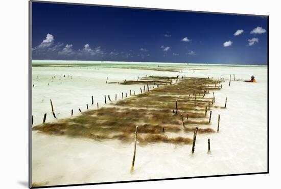 Kelp Farming, Zanzibar-Tony Camacho-Mounted Photographic Print