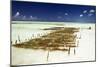 Kelp Farming, Zanzibar-Tony Camacho-Mounted Photographic Print