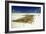 Kelp Farming, Zanzibar-Tony Camacho-Framed Photographic Print