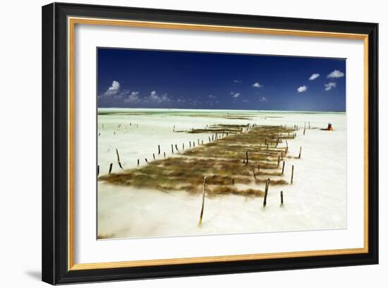 Kelp Farming, Zanzibar-Tony Camacho-Framed Photographic Print