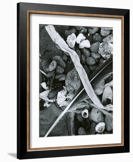 Kelp, Feather, Rock, Carmel Beach, California, 1956-Brett Weston-Framed Photographic Print