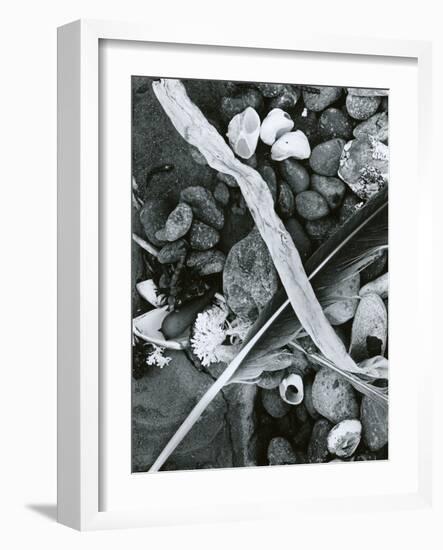 Kelp, Feather, Rock, Carmel Beach, California, 1956-Brett Weston-Framed Photographic Print