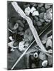 Kelp, Feather, Rock, Carmel Beach, California, 1956-Brett Weston-Mounted Photographic Print