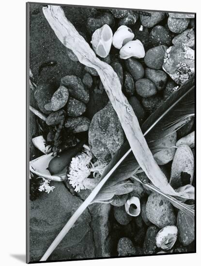 Kelp, Feather, Rock, Carmel Beach, California, 1956-Brett Weston-Mounted Photographic Print