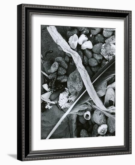 Kelp, Feather, Rock, Carmel Beach, California, 1956-Brett Weston-Framed Photographic Print