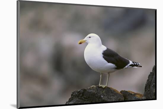 Kelp Gull on a Rock-DLILLC-Mounted Photographic Print