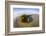 Kelp on Shore, Montana de Oro SP, Central Coast, California-Rob Sheppard-Framed Photographic Print