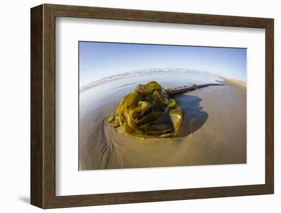 Kelp on Shore, Montana de Oro SP, Central Coast, California-Rob Sheppard-Framed Photographic Print