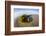 Kelp on Shore, Montana de Oro SP, Central Coast, California-Rob Sheppard-Framed Photographic Print