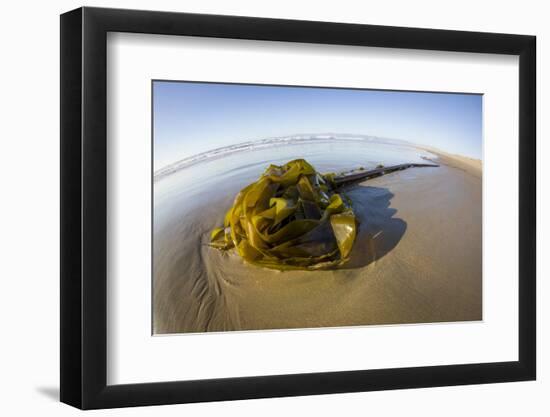 Kelp on Shore, Montana de Oro SP, Central Coast, California-Rob Sheppard-Framed Photographic Print