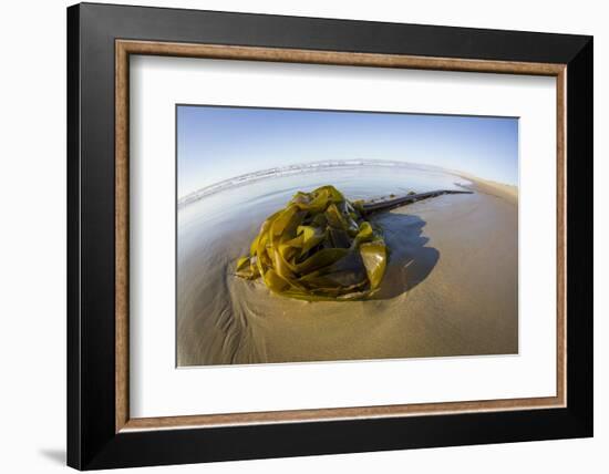 Kelp on Shore, Montana de Oro SP, Central Coast, California-Rob Sheppard-Framed Photographic Print